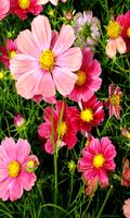 Flowers Wallpapers captura de pantalla 1