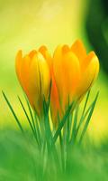 Flowers Wallpapers captura de pantalla 2