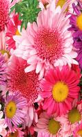 Flowers Wallpapers captura de pantalla 3