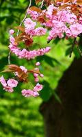 Garden Wallpapers screenshot 3