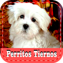 Imagenes de Perritos tiernos APK