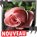 Belles phrases d'amour, messages et citations APK