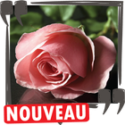 Belles phrases d'amour, messages et citations icon