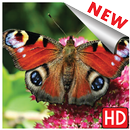 Butterfly wallpapers hd beautiful free download APK