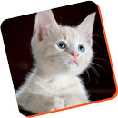 guia para entrenar gatos APK