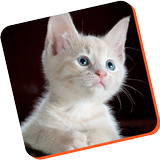cat training guide app icon