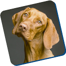 guia para entrenar perros APK