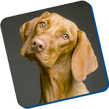 guia para entrenar perros icono