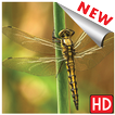 Dragonfly wallpaper hd free for phone android