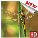 Dragonfly wallpaper hd free for phone android APK