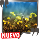 Frases de la vida y reflexiones hermosas, imagenes APK