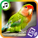 Klingeltöne vögel kostenlos, klingelton app gratis APK
