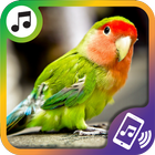 Klingeltöne vögel kostenlos, klingelton app gratis icon
