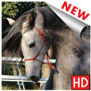 horse wallpapers, backgrounds APK