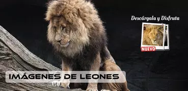 Imagenes de leones, descargar fondos de pantalla