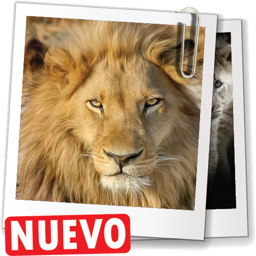 Imagenes de leones, descargar fondos de pantalla