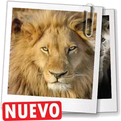 Imagenes de leones, descargar fondos de pantalla APK download