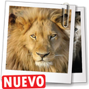 Imagenes de leones, descargar fondos de pantalla APK