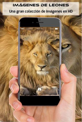 Imagenes de leones, descargar fondos de pantalla APK for Android Download