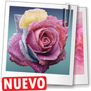 imagenes de rosas hermosas flores rojas de amor APK