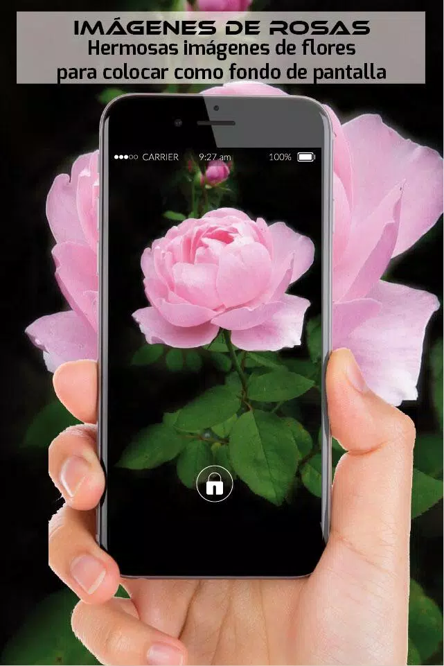 imagenes de rosas hermosas flores rojas de amor APK for Android Download imagenes de rosas hermosas flores rojas de amor APK for Android Download