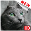 Images de chats, photos de chats fond d'écran hd
