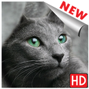 Images de chats, photos de chats fond d'écran hd APK