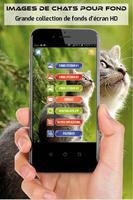 Images de chats, photos de chats fond d'écran hd poster