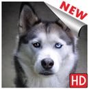 Images de chien, fond d'écran de chien trop mignon APK