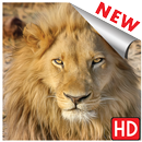 Lion wallpapers and background APK