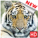 Tiger wallpapers hd and images APK