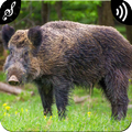 Wild Boar Sounds