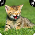 Cat Sounds