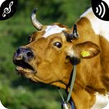 Cow Sounds