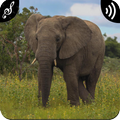 Elephant Sounds