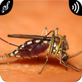 Mosquito Sounds