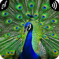 Peacock Sounds