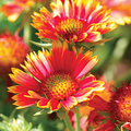 Flower Wallpapers