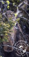 Explore Gold Country Cartaz