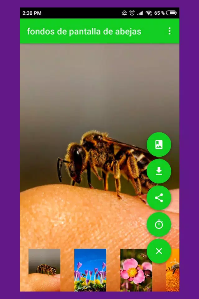fondos de pantalla de abejas APK per Android Download fondos de pantalla de abejas APK per Android Download