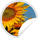 Figurinhas Bonitas de Girassol - WAStickerApps APK