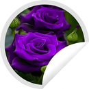 Figurinhas Bonitas de Rosas Roxa - WAStickerApps APK