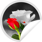 White Rose Stickers icon