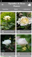 Figurinhas de Rosas Brancas 스크린샷 2