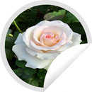 Figurinhas de Rosas Brancas APK