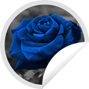 Figurinhas de Rosas Azul - WAStickerApps APK