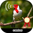 Cantos de galo de campina APK