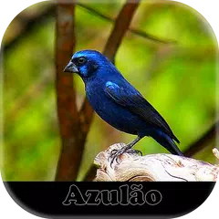 Song of Meu Azulão APK download