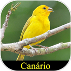 Meu Canário icono