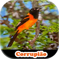 Song of Meu Corrupião APK download